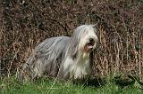 BEARDED COLLIE 368